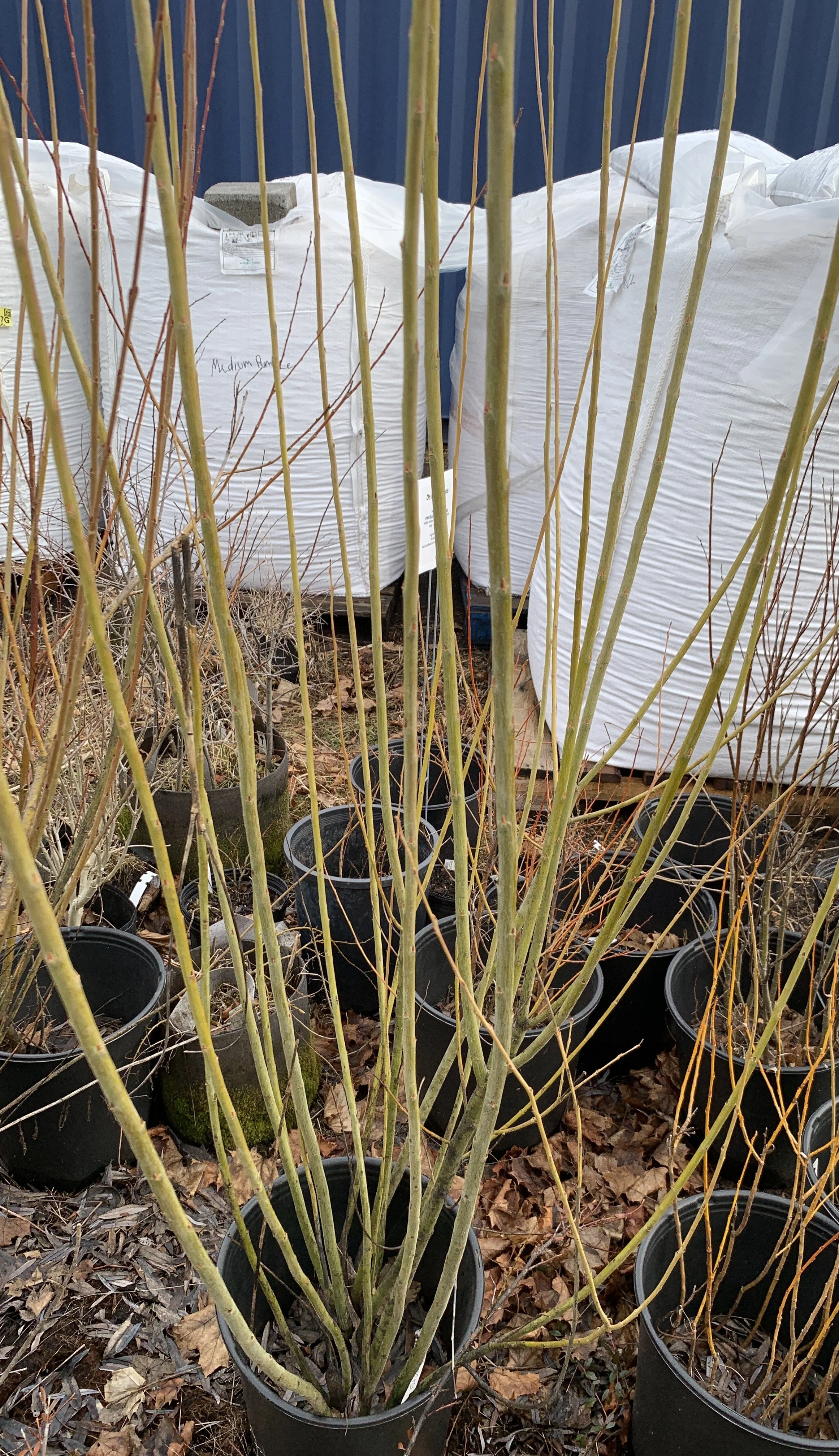 IMG_3148 cropped.JPG