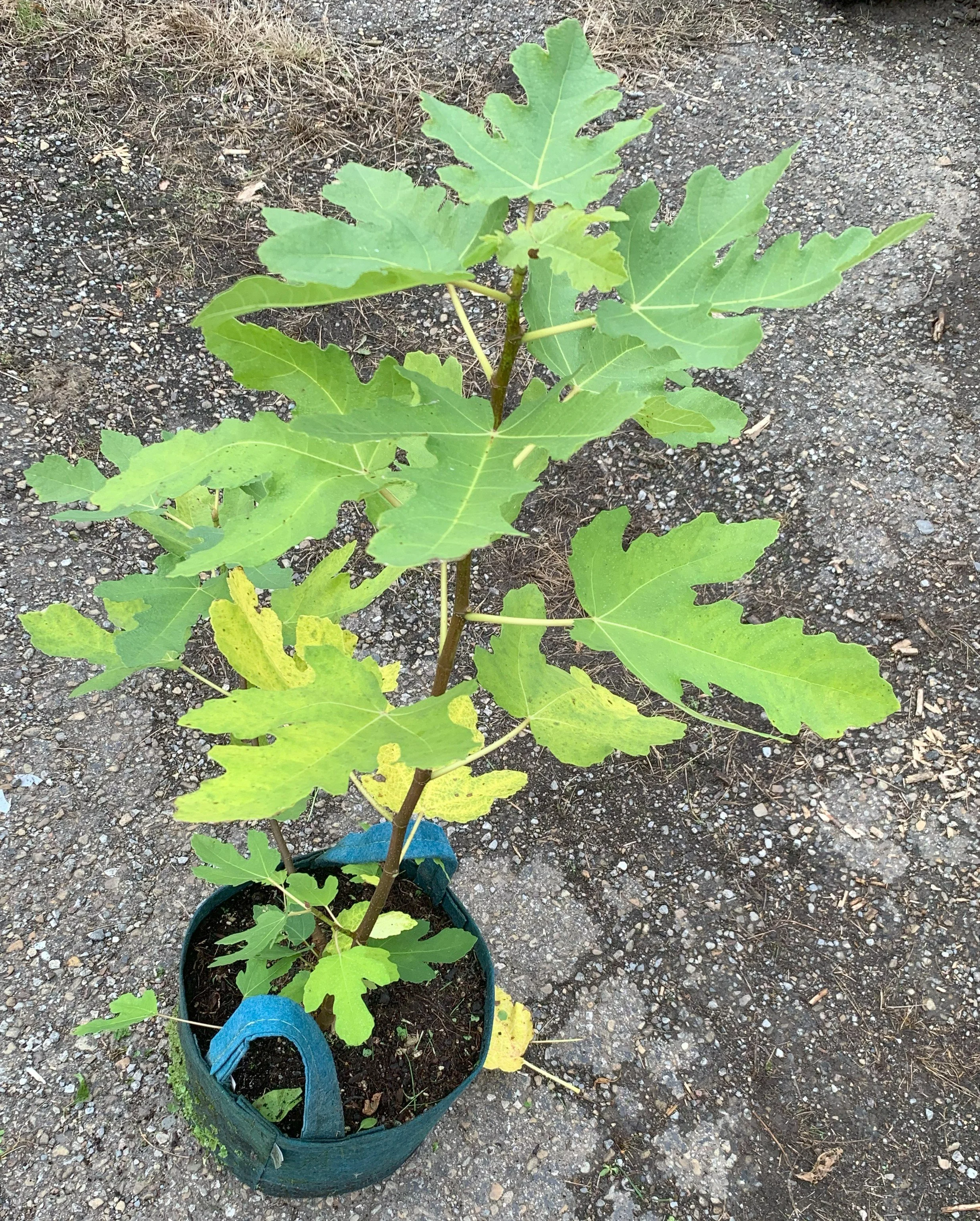 IMG_3385 cropped.jpg