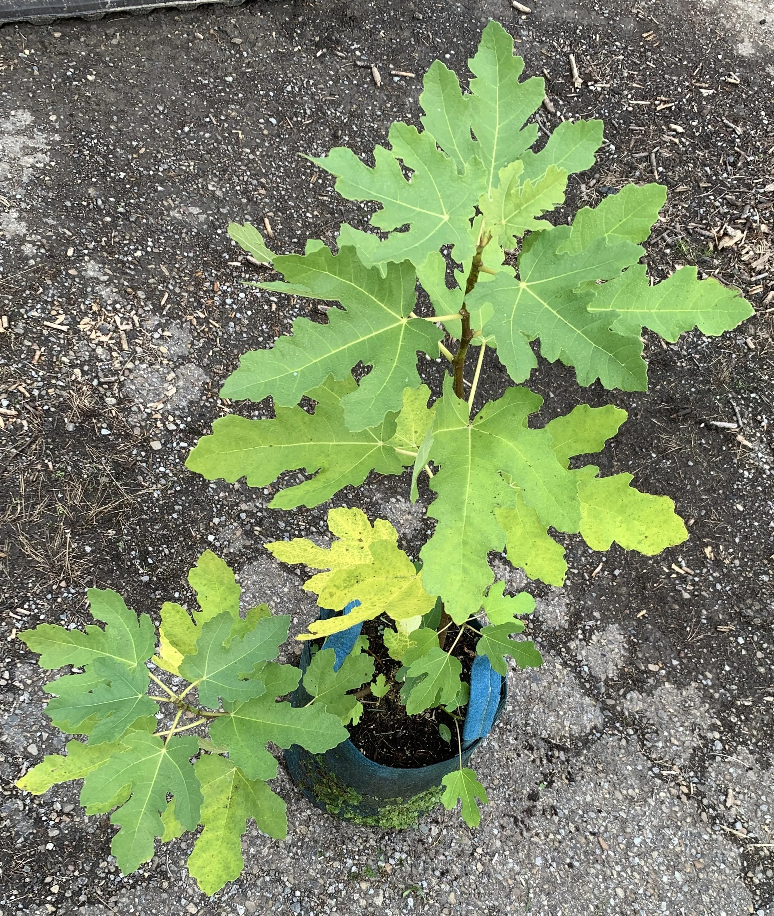 IMG_3386 cropped.JPG