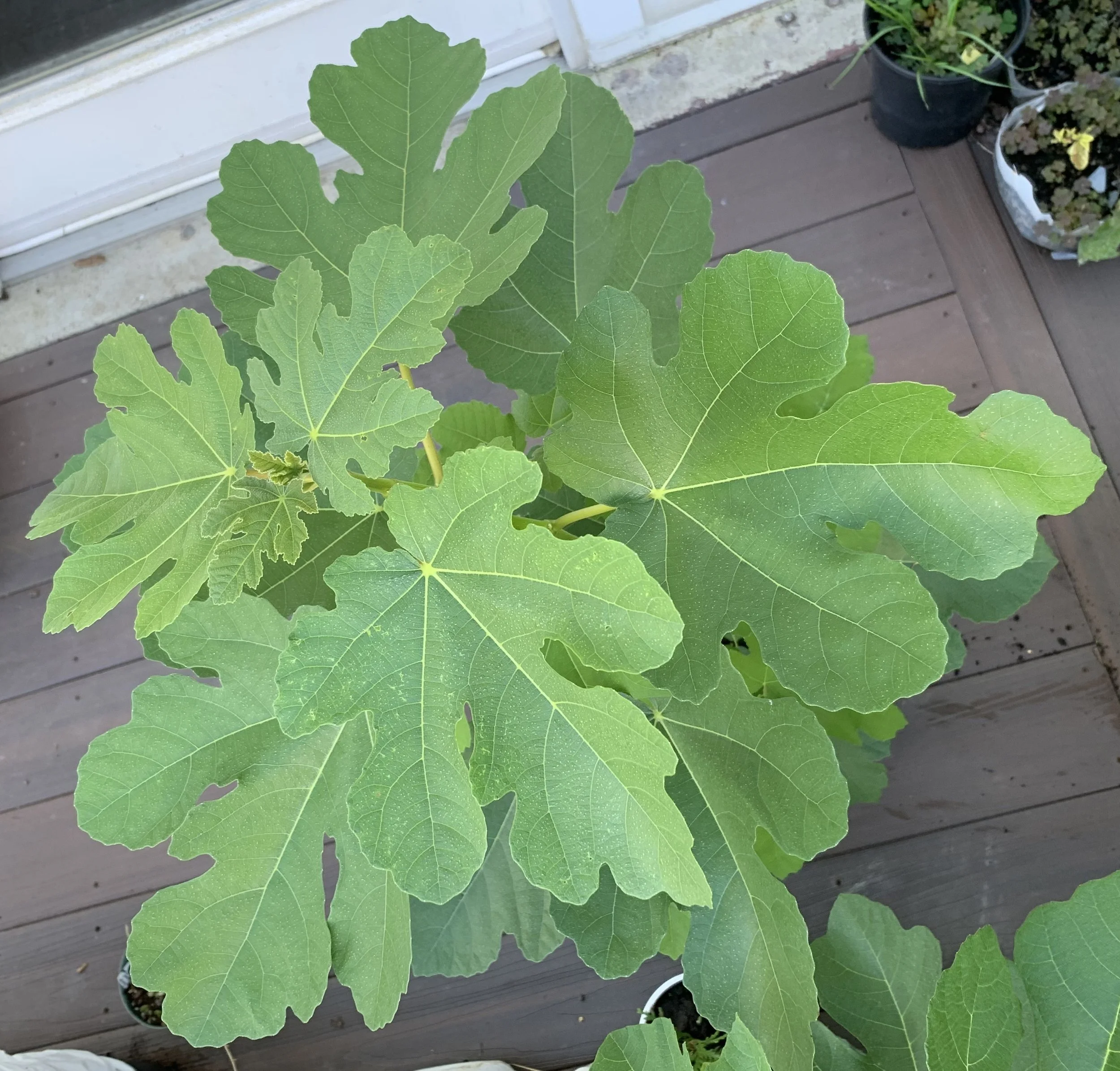 IMG_5757 cropped.JPG