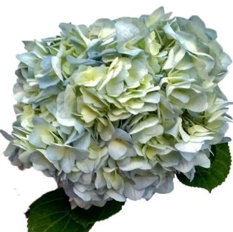 Hydrangea Bogota Blue
