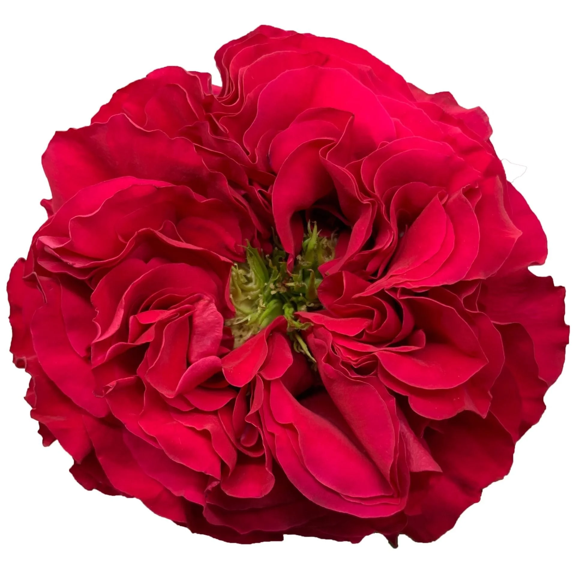 Mayra's Bright (garden rose)