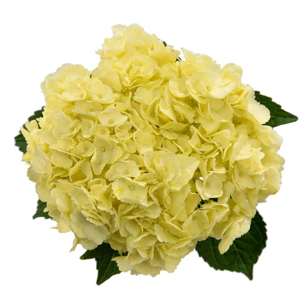 Hydrangea Yellow