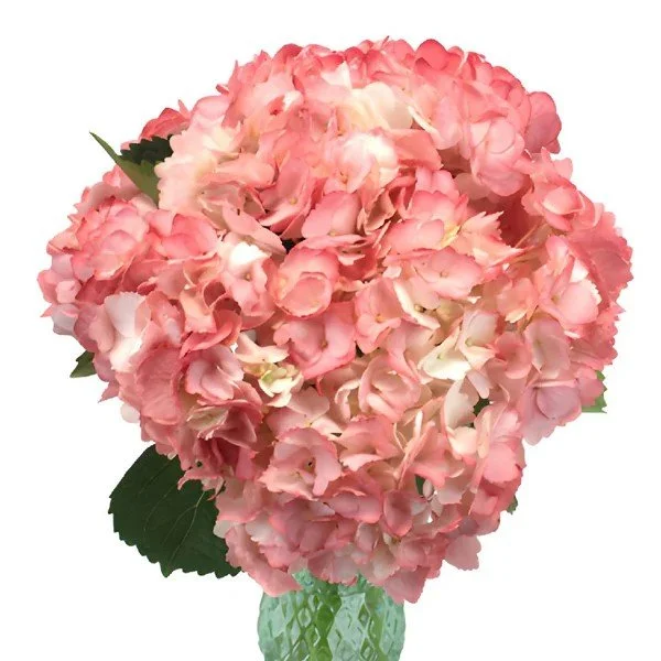 Hydrangea Coral