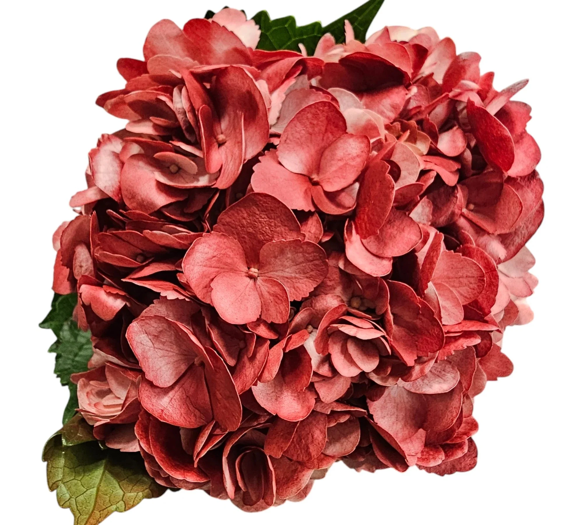 Hydrangea Burgundy