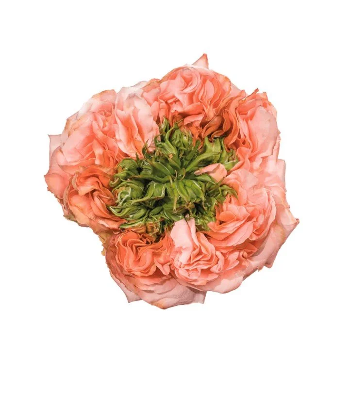 Mandarin X-Pression (garden rose)