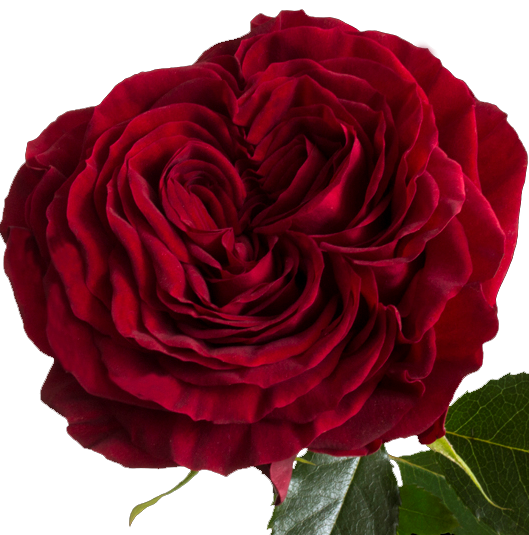 Mayra's Red (garden rose)