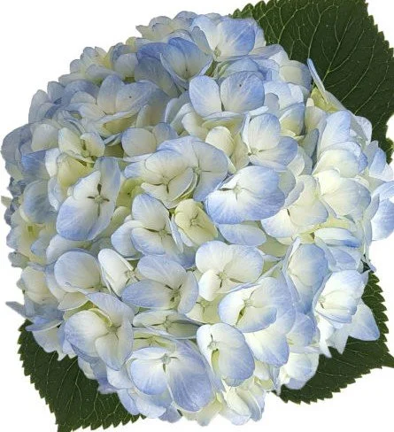 Hydrangea Light Blue