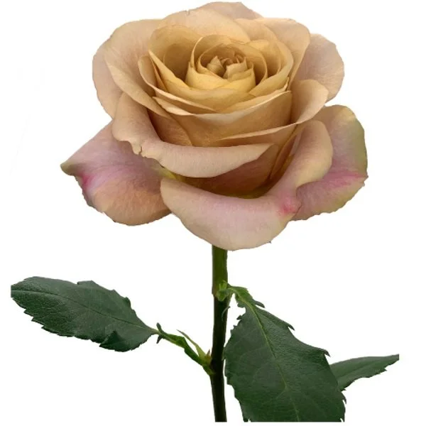 Symbol