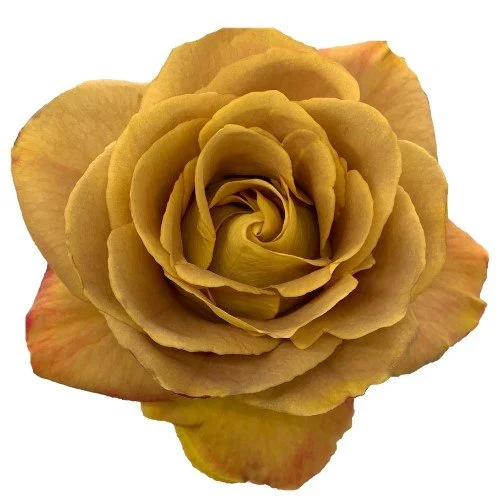 Heart of Gold