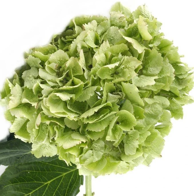 Hydrangea Kiwi