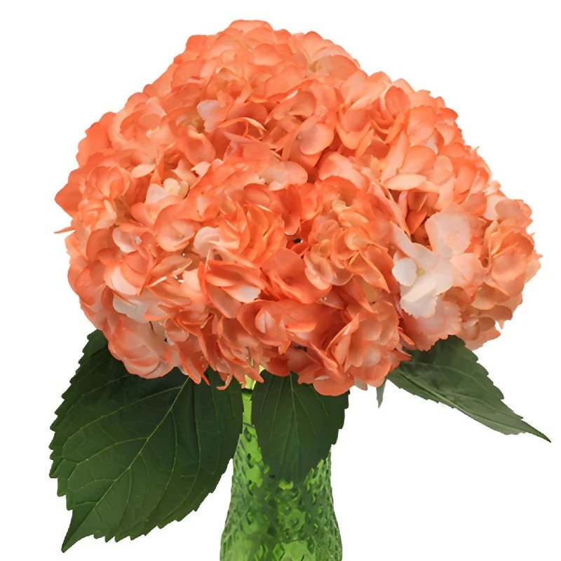 Hydrangea Orange