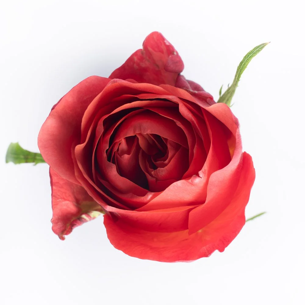 Dar Xpression (garden rose)