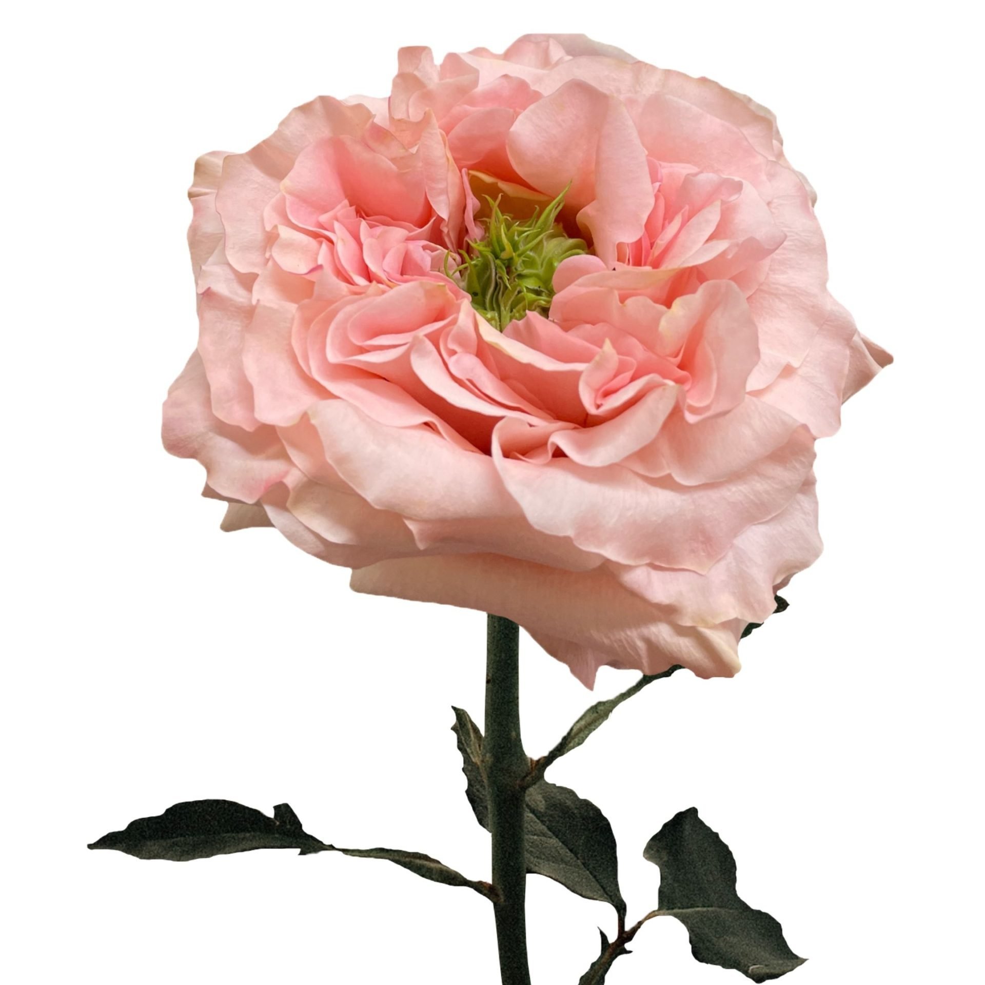 Princess Crown (garden rose)