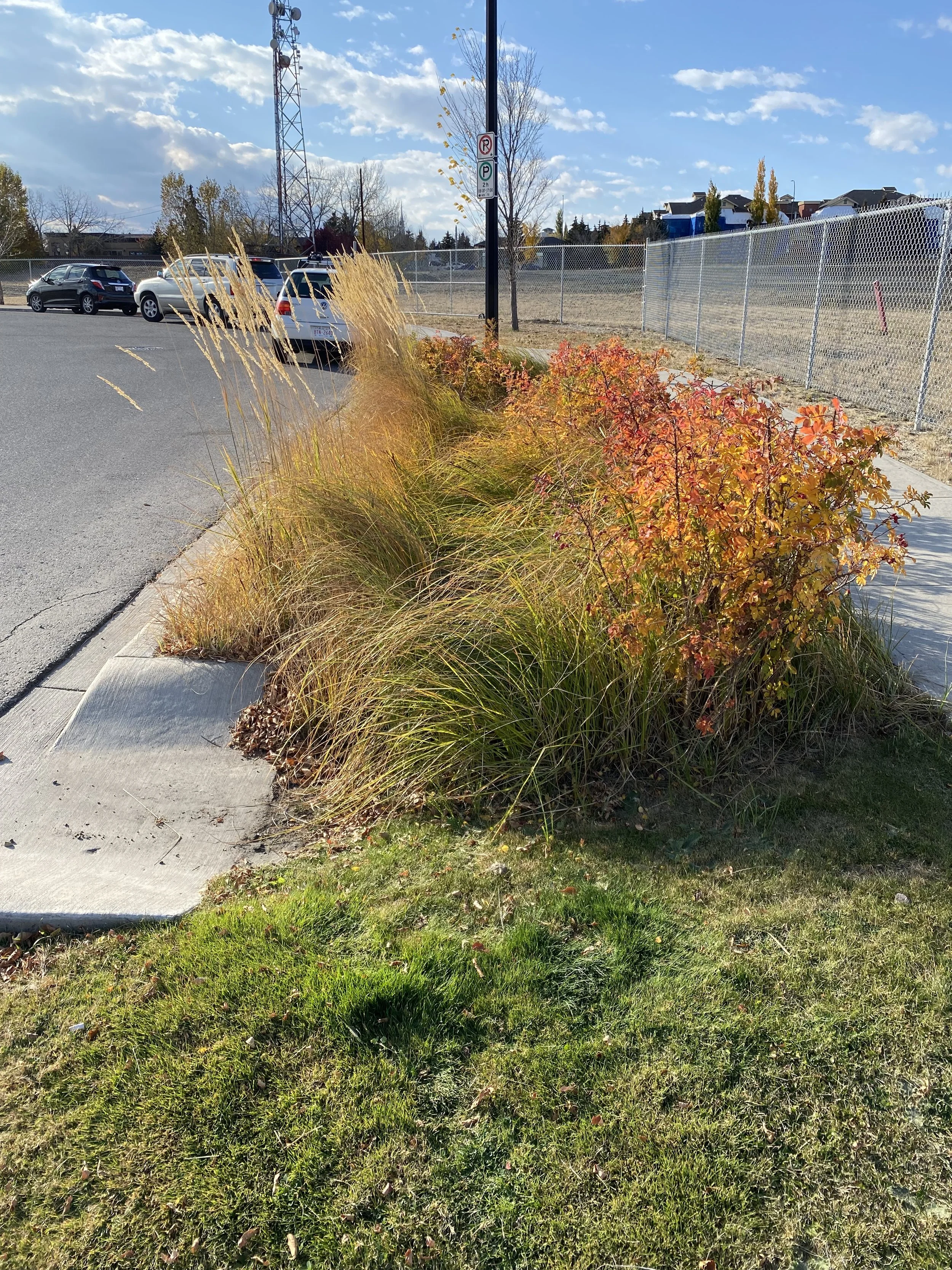 a streetside bioretention area on a sunny day in the fall with tall grasses and wild roses showing red berries with a concrete inlet.