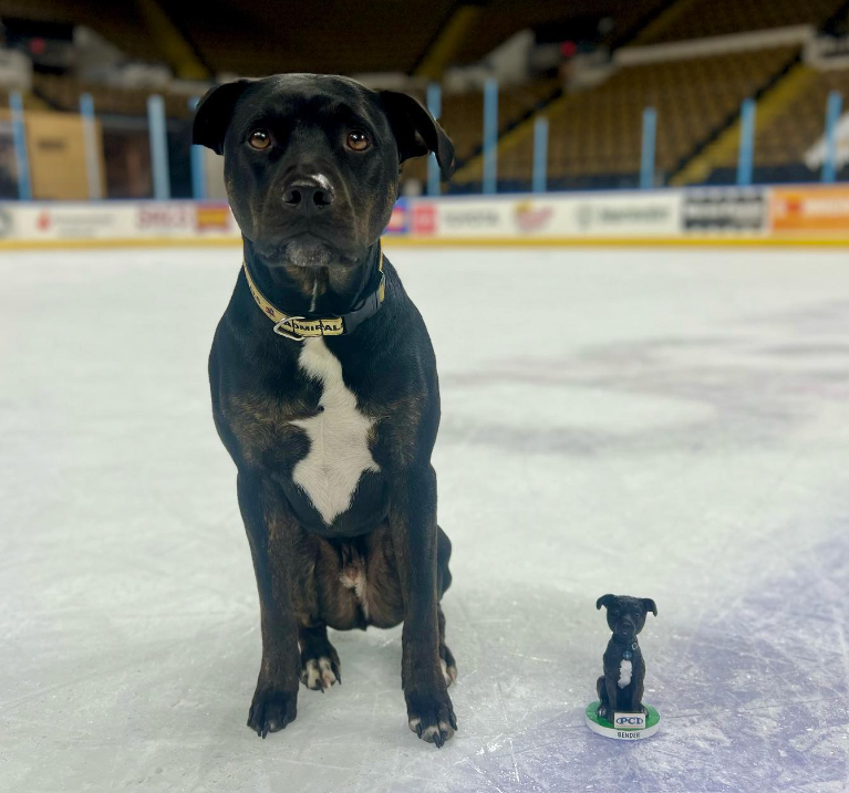 Dog Days at the Admirals