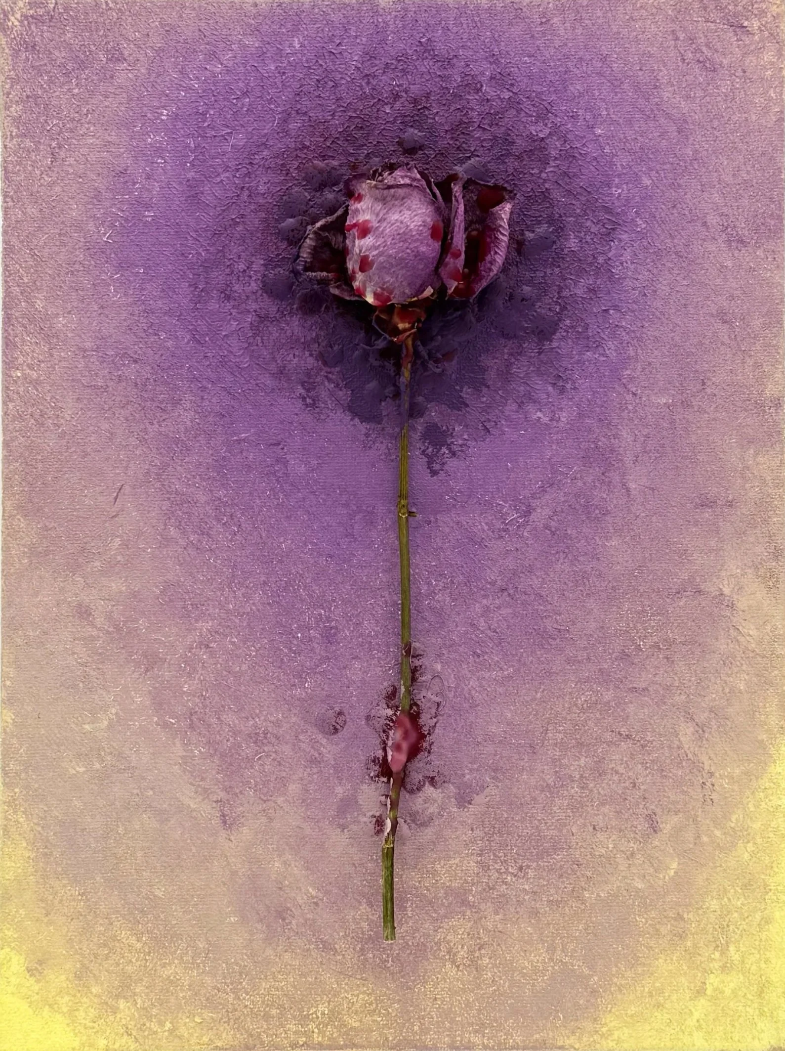 That's Not Supposed To Last Forever (Crucified Rose), 2025, dried rose, wax, and acrylic paint on canvas