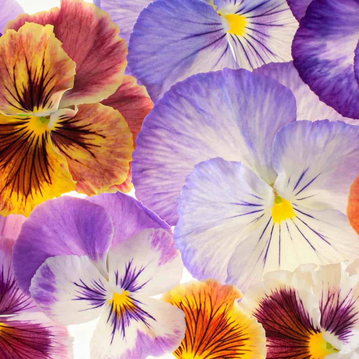 pansies.jpg