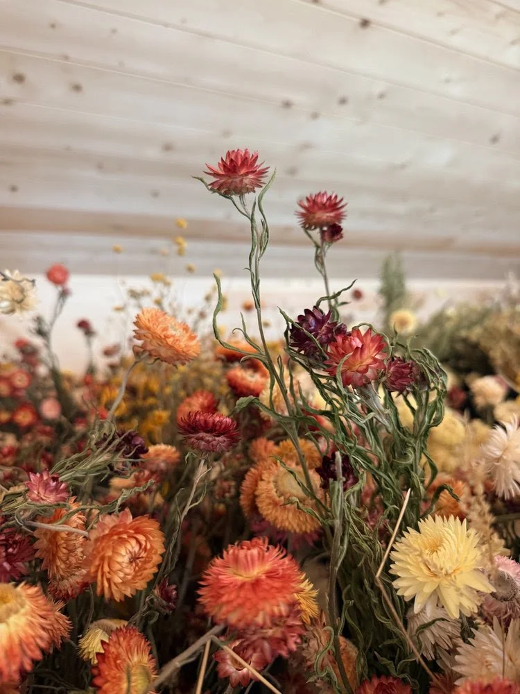 Dried Flower U-Pick