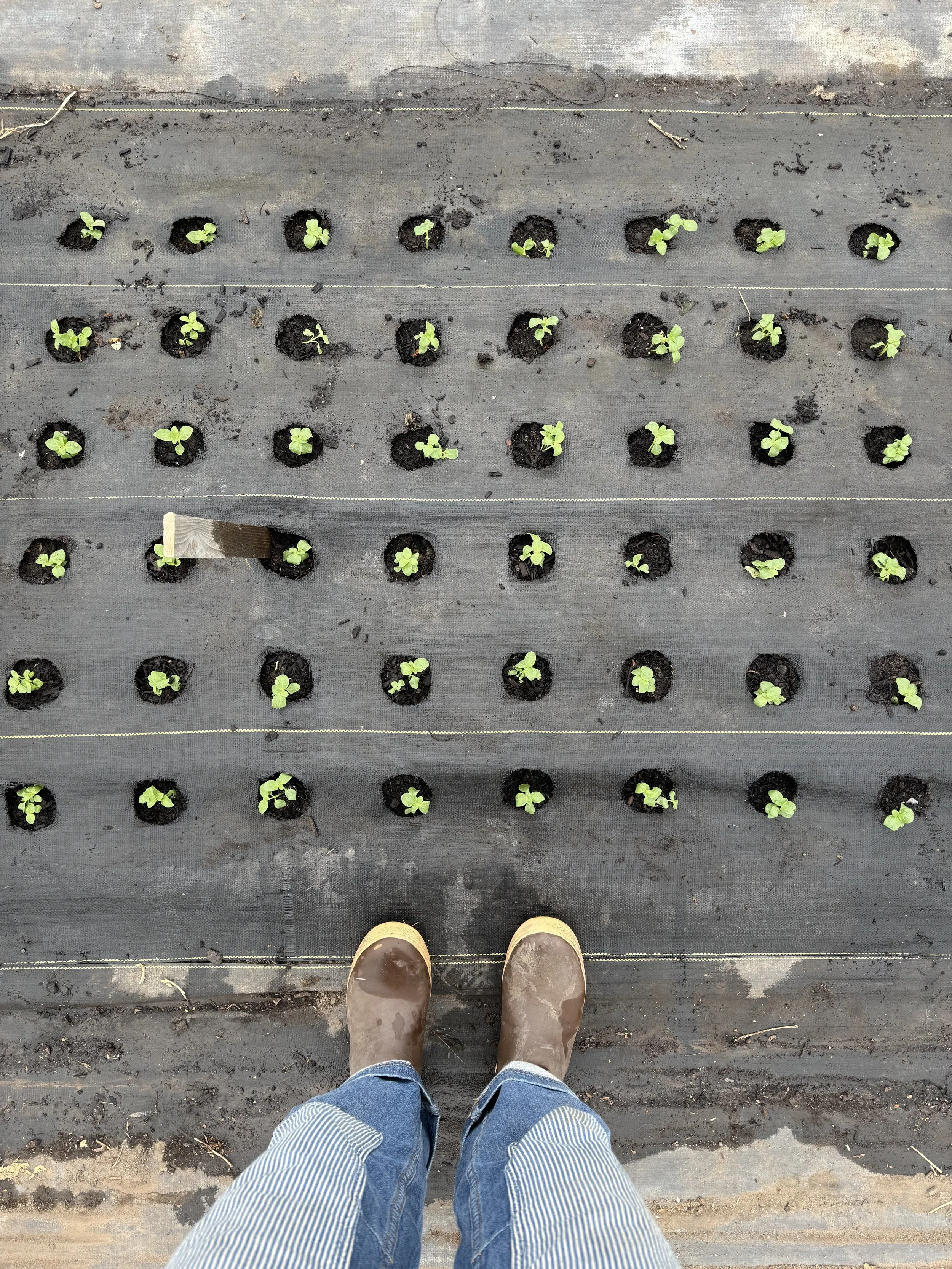 February + March on the Farm