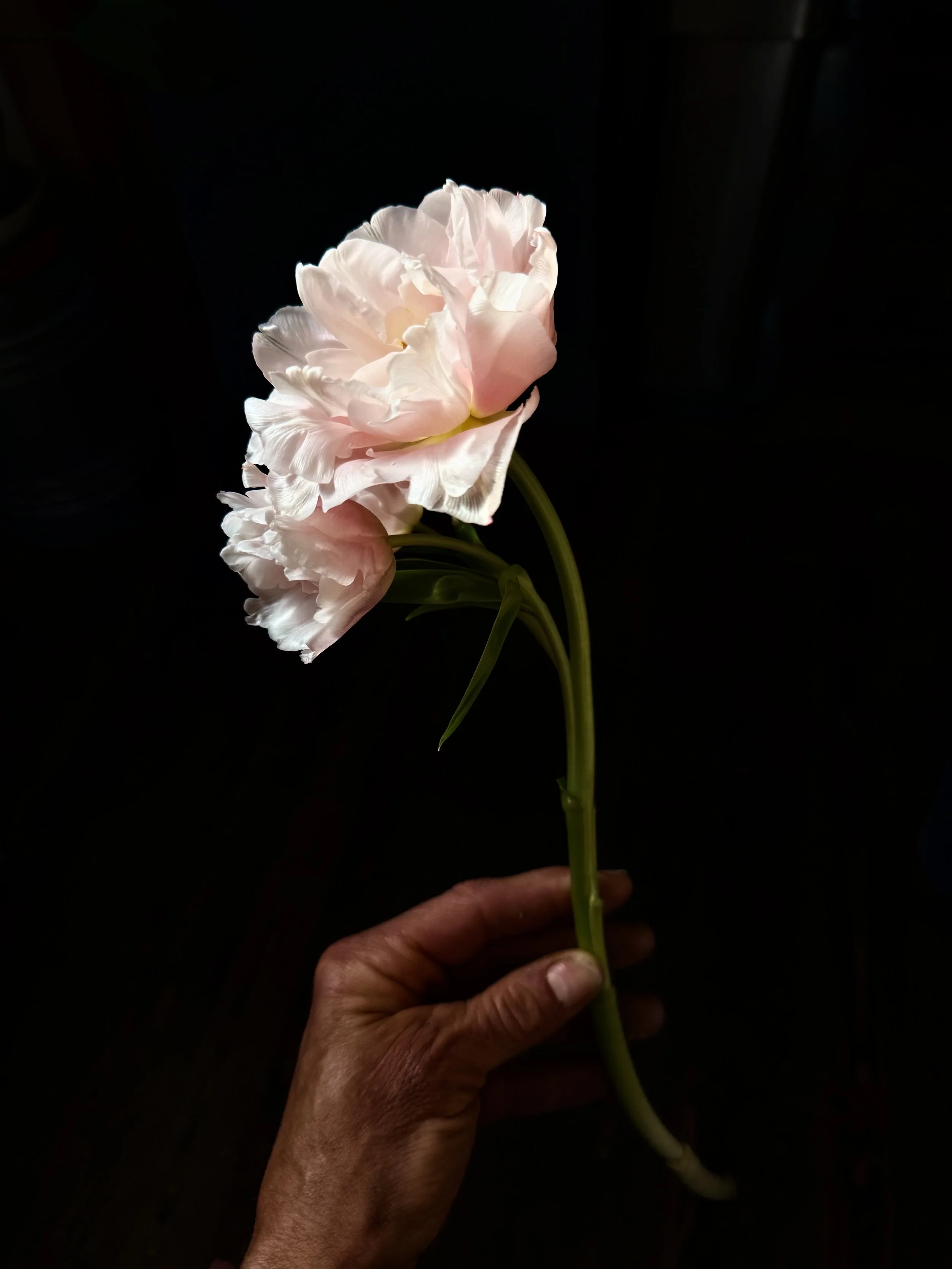 IMG_8029.jpeg
