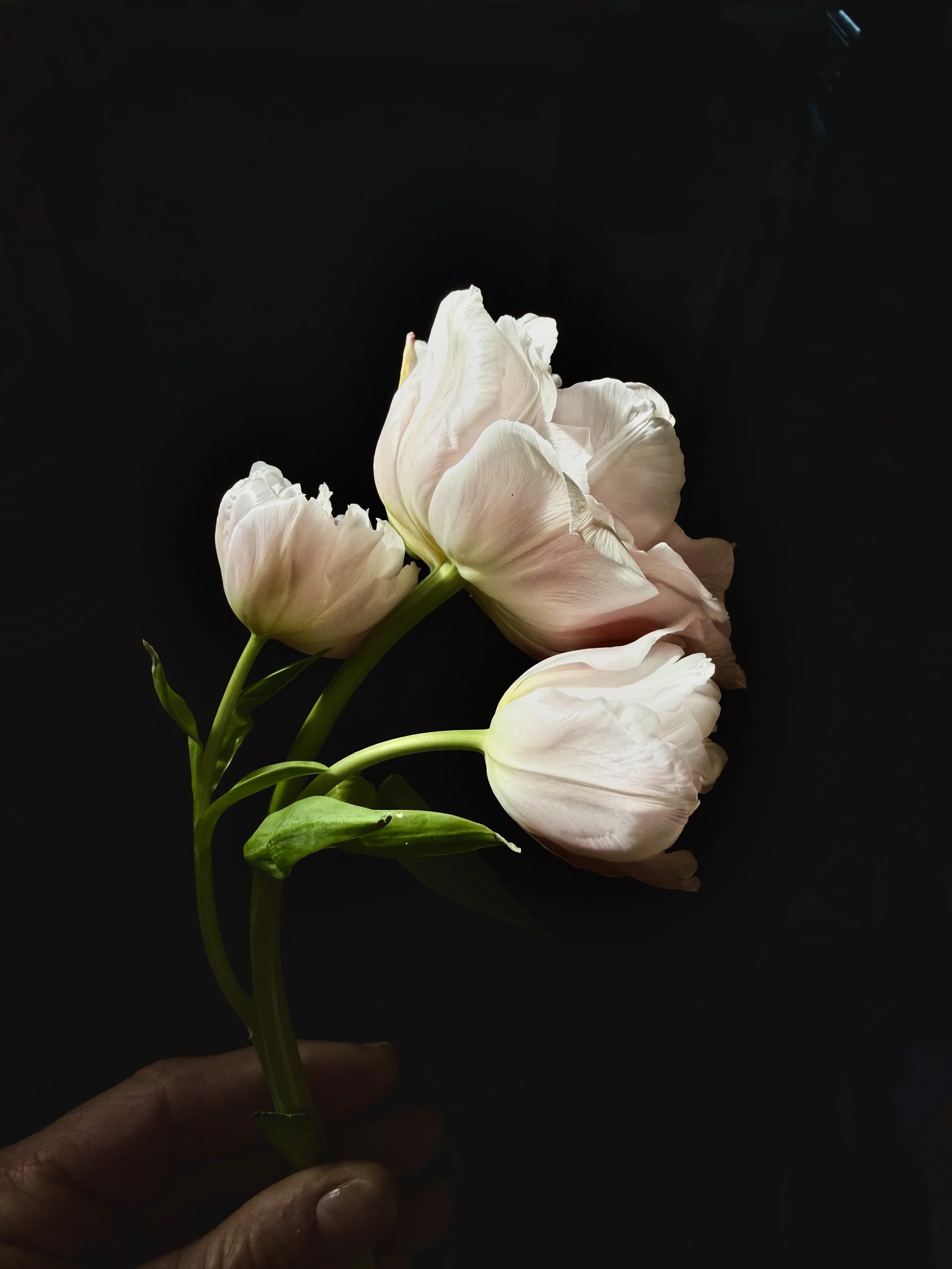 IMG_8020.jpeg