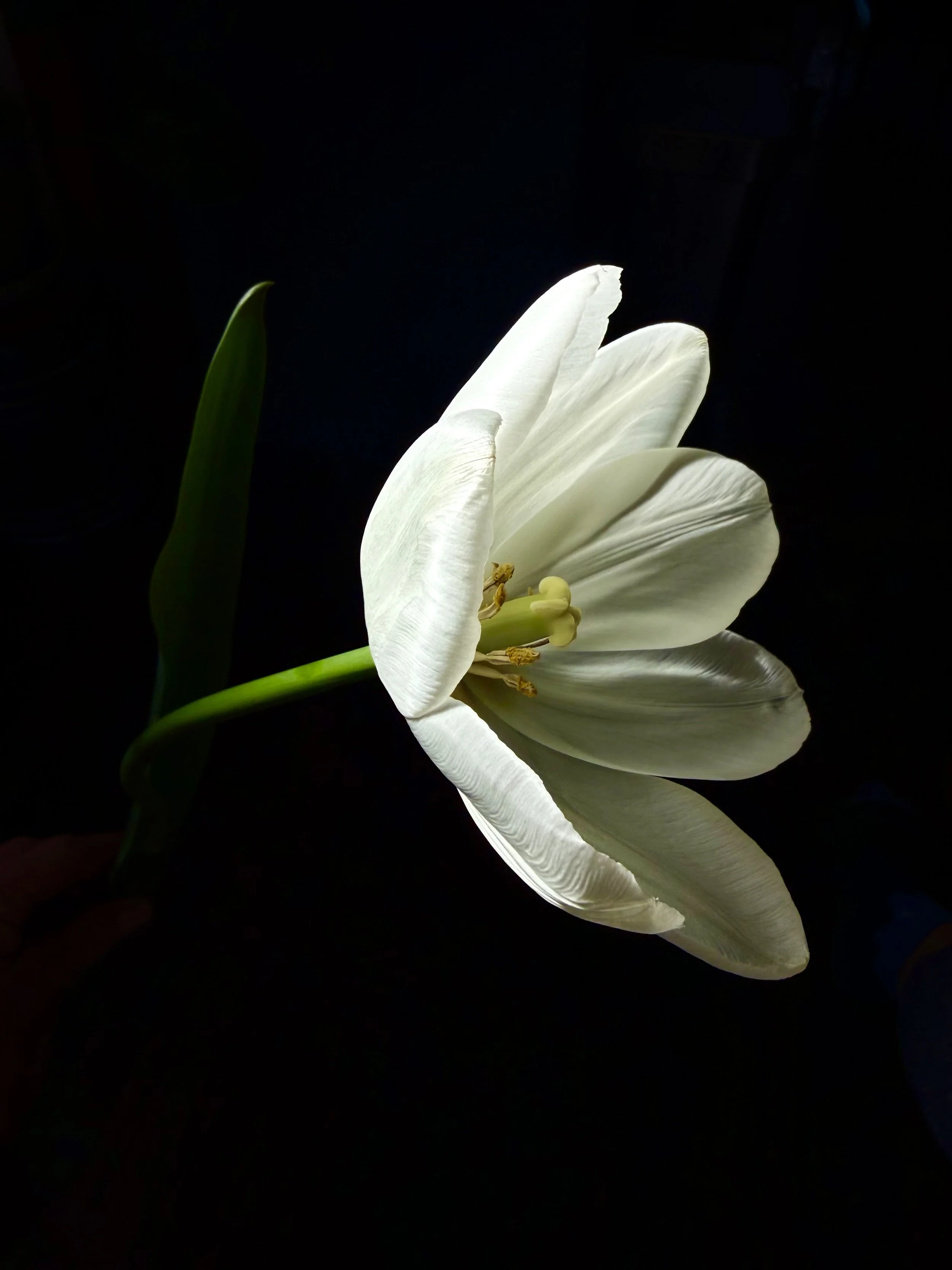 IMG_8008.jpeg