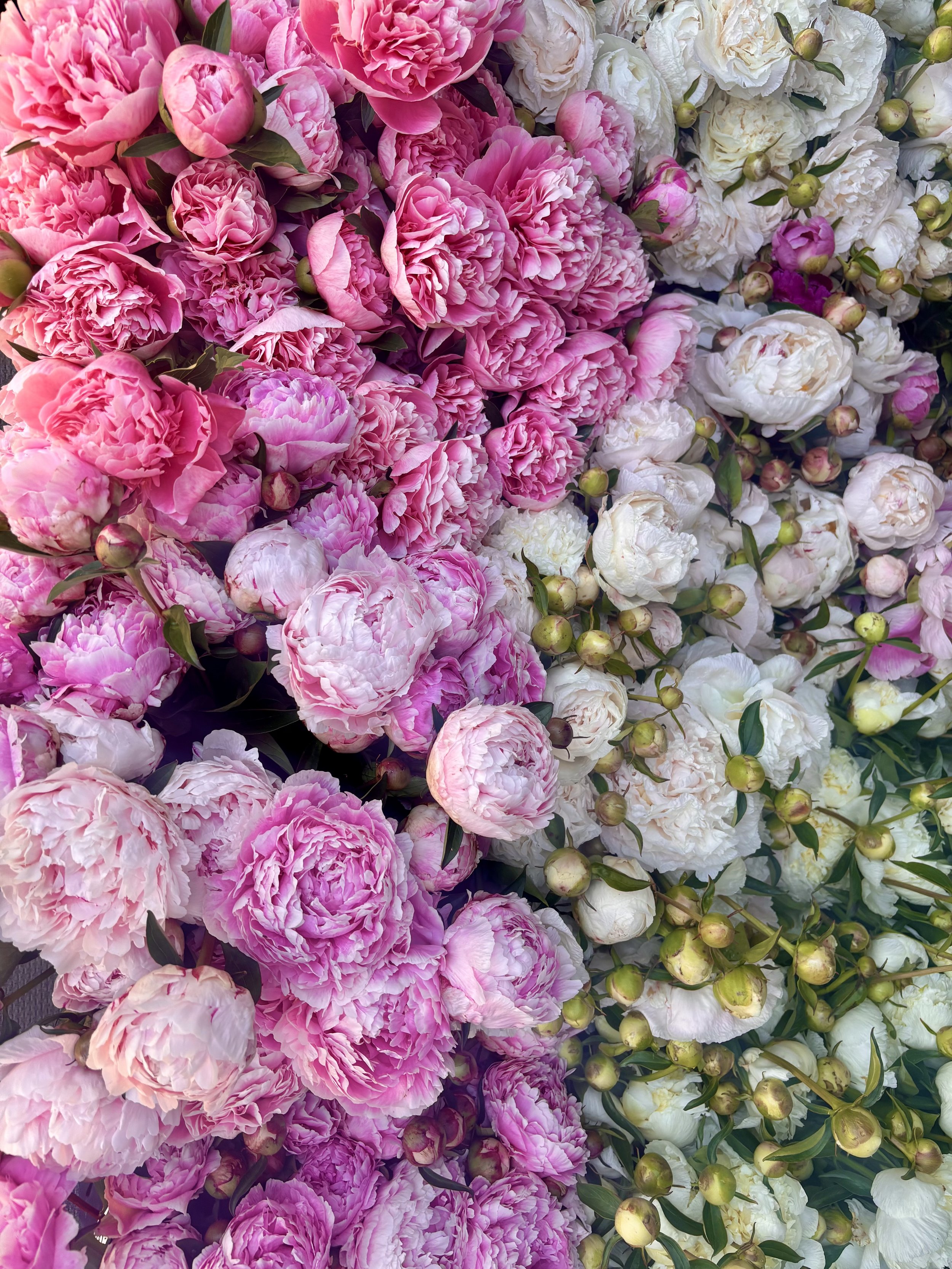 flower3.jpeg
