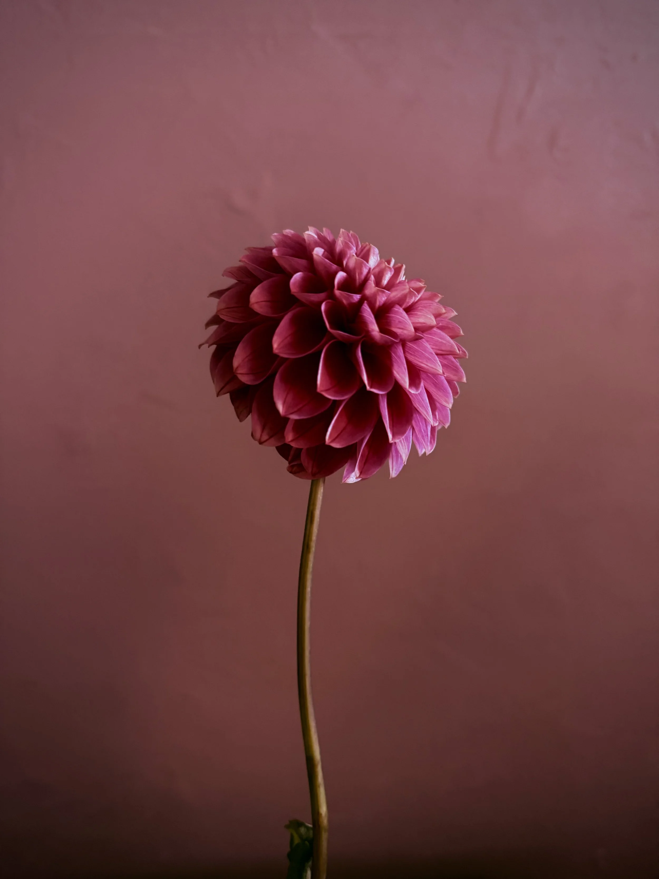 IMG_9729.jpeg