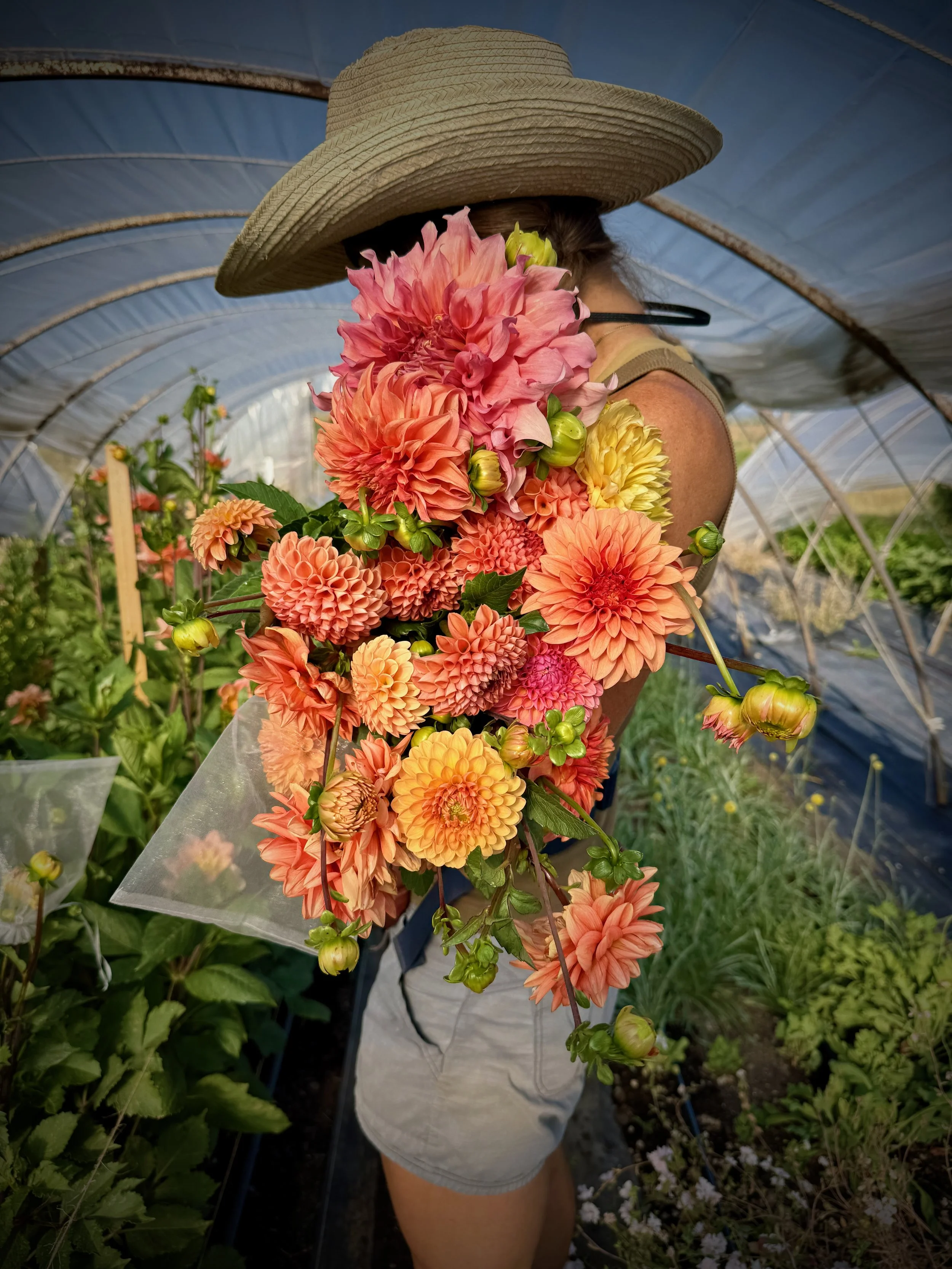 Dahlia Workshop!!!