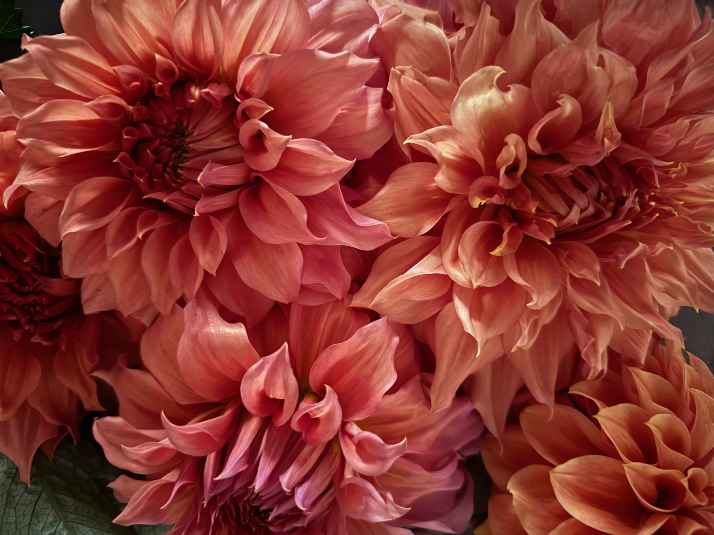 Dahlia Workshop!