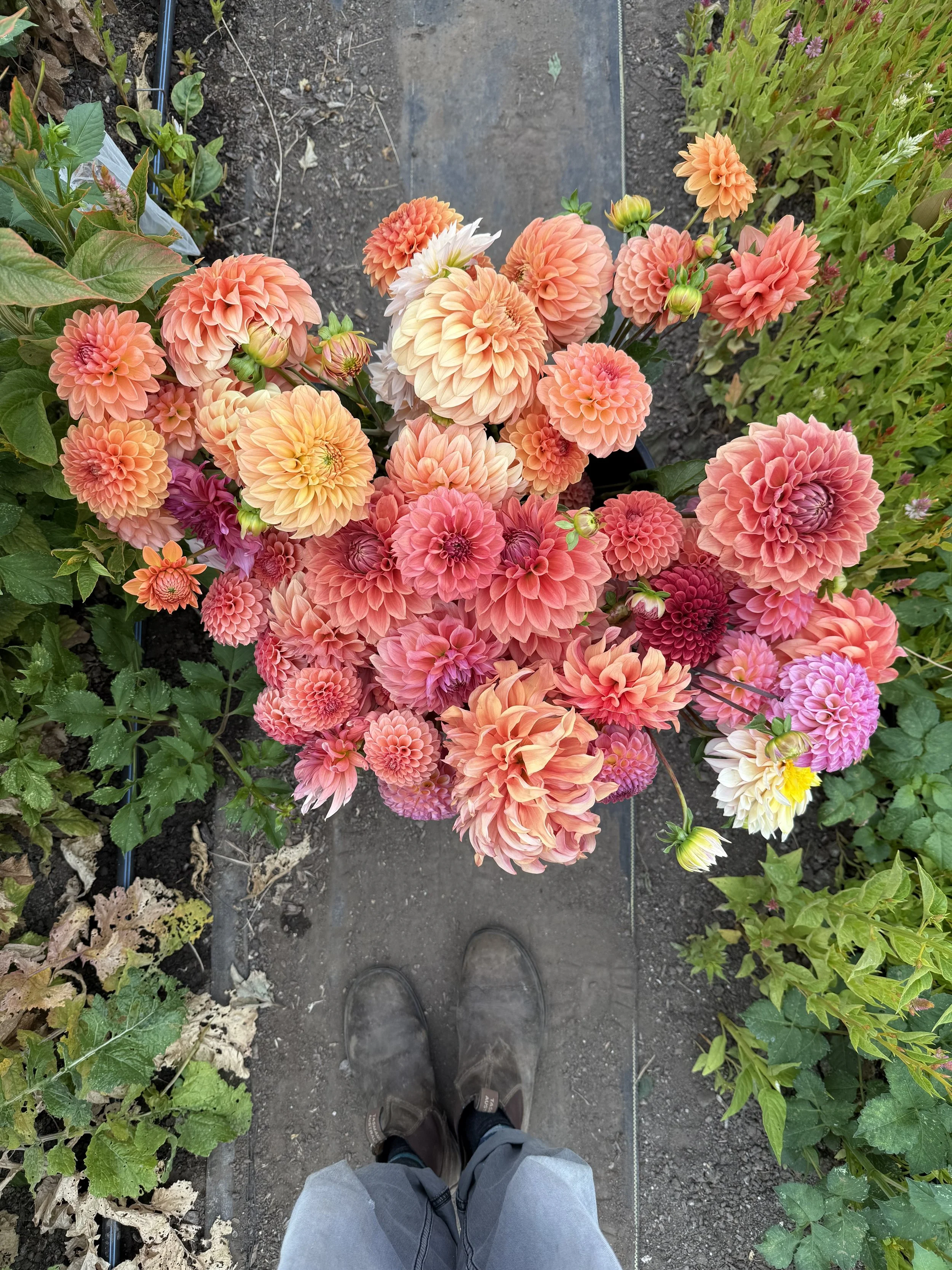 Dahlias.jpg
