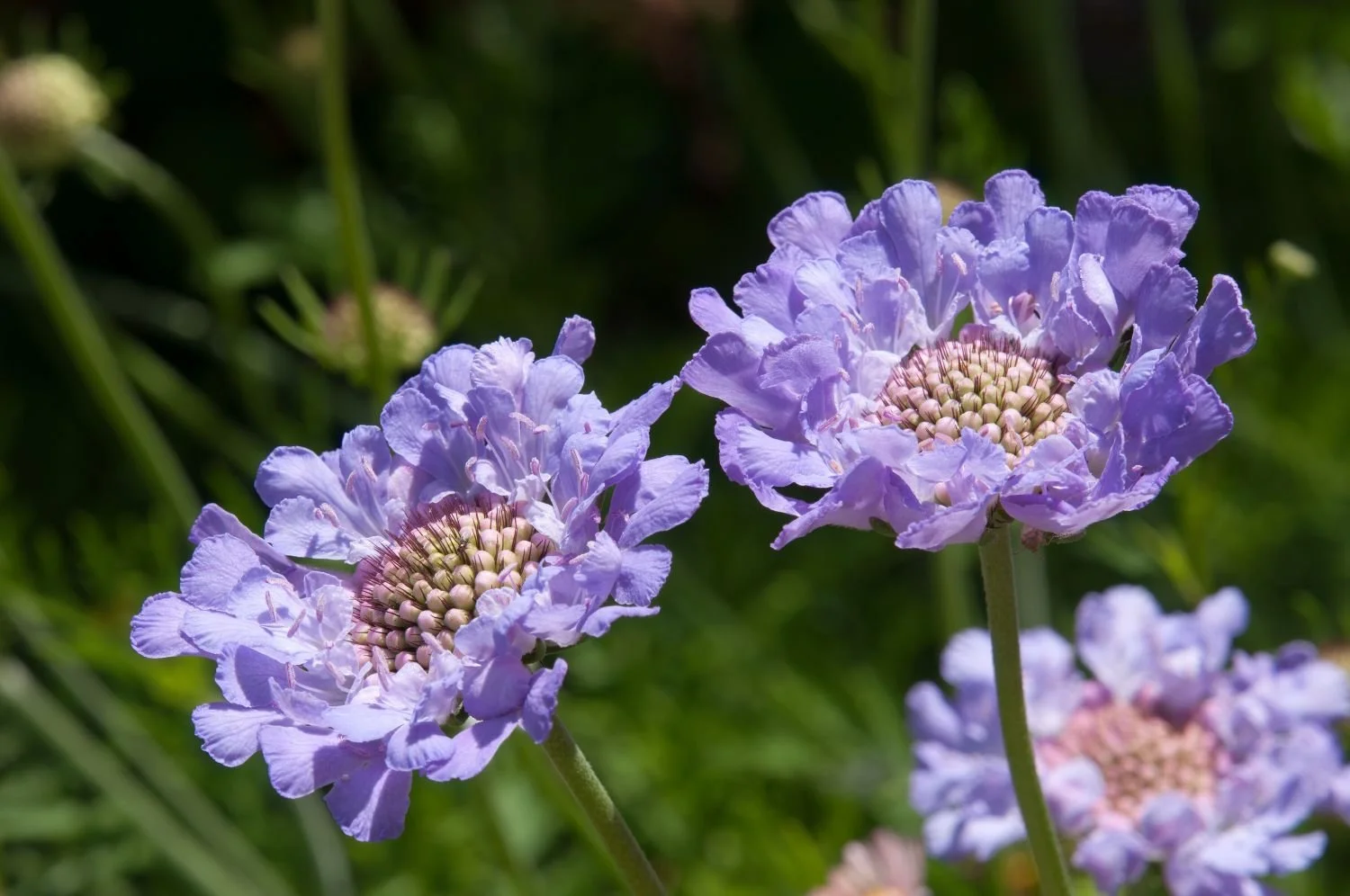 scabiosa.jpg