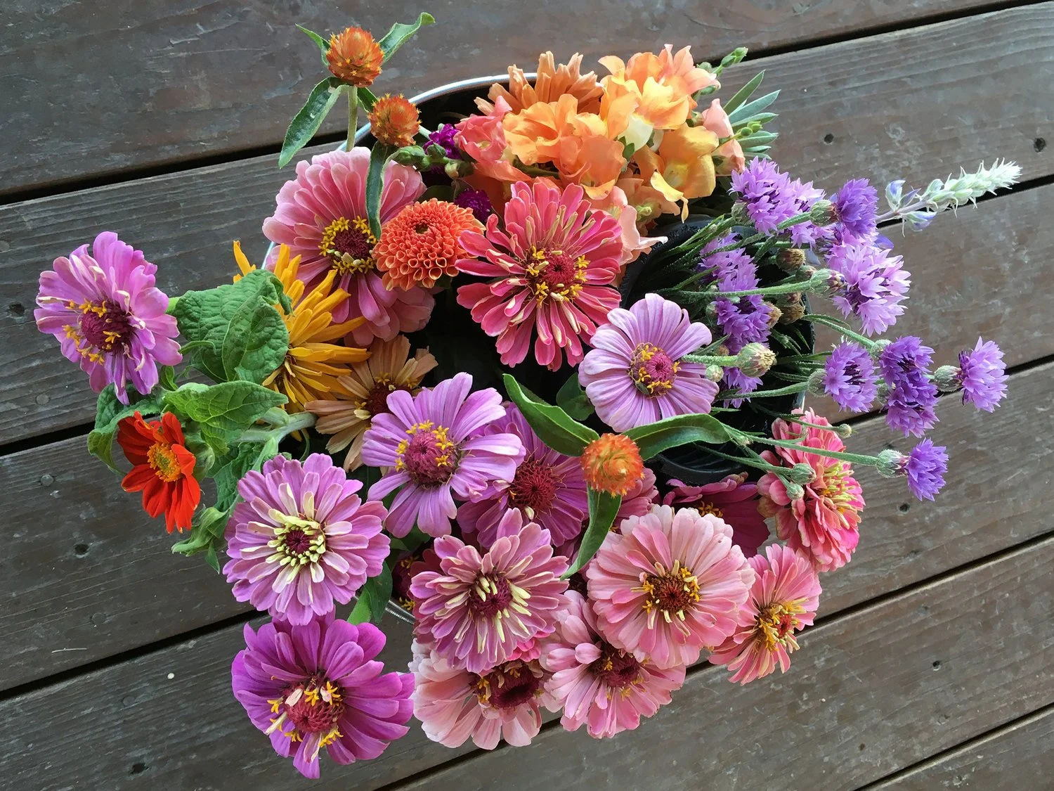 flowers+zinnias (1).jpg