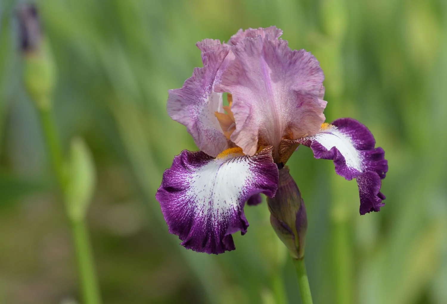 irises-for-flower-garden-1315808-01-5c8ee0a6ac6246a0ad075518ba08359e.jpg
