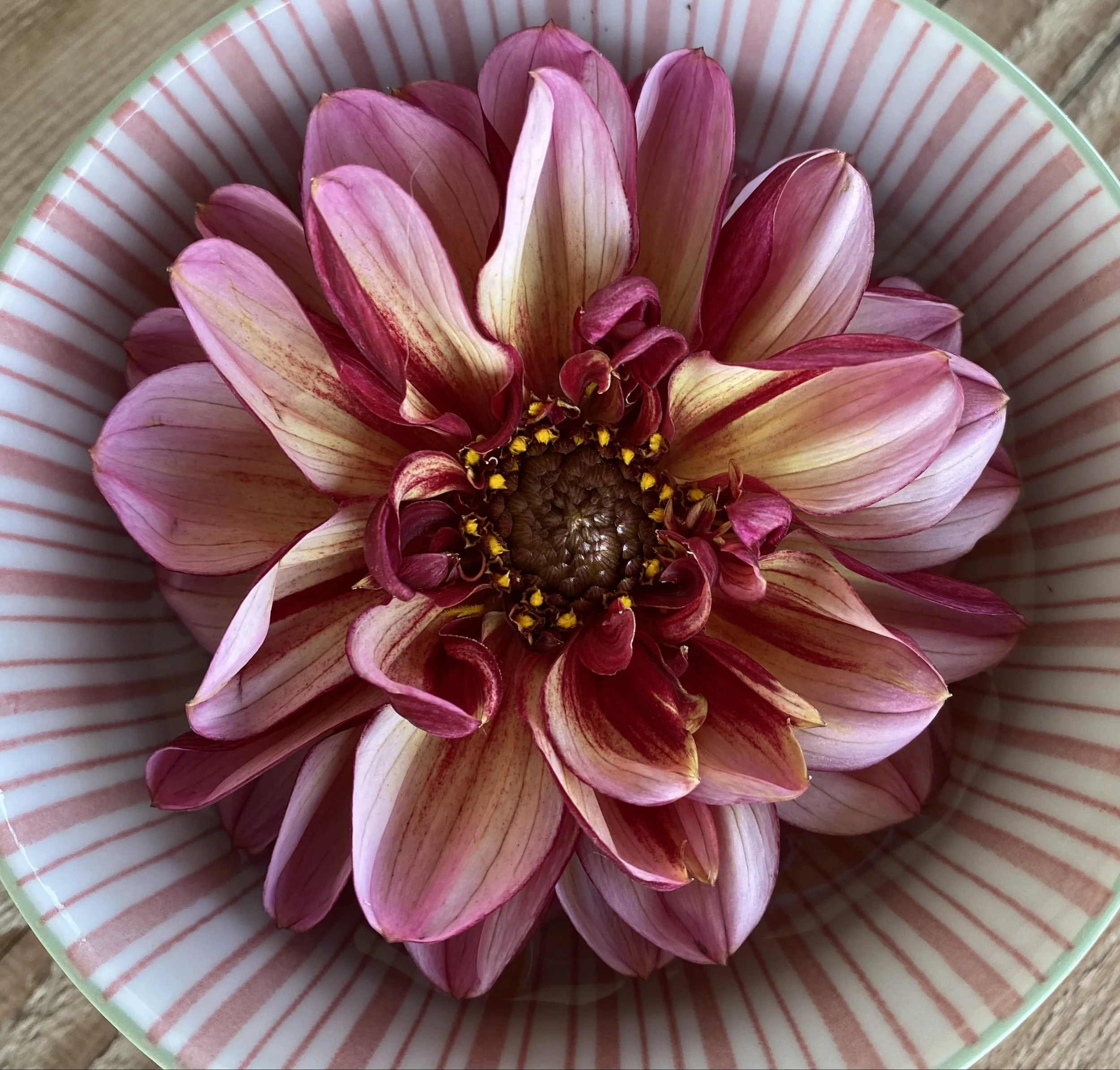 Dahlia Digging Workshop