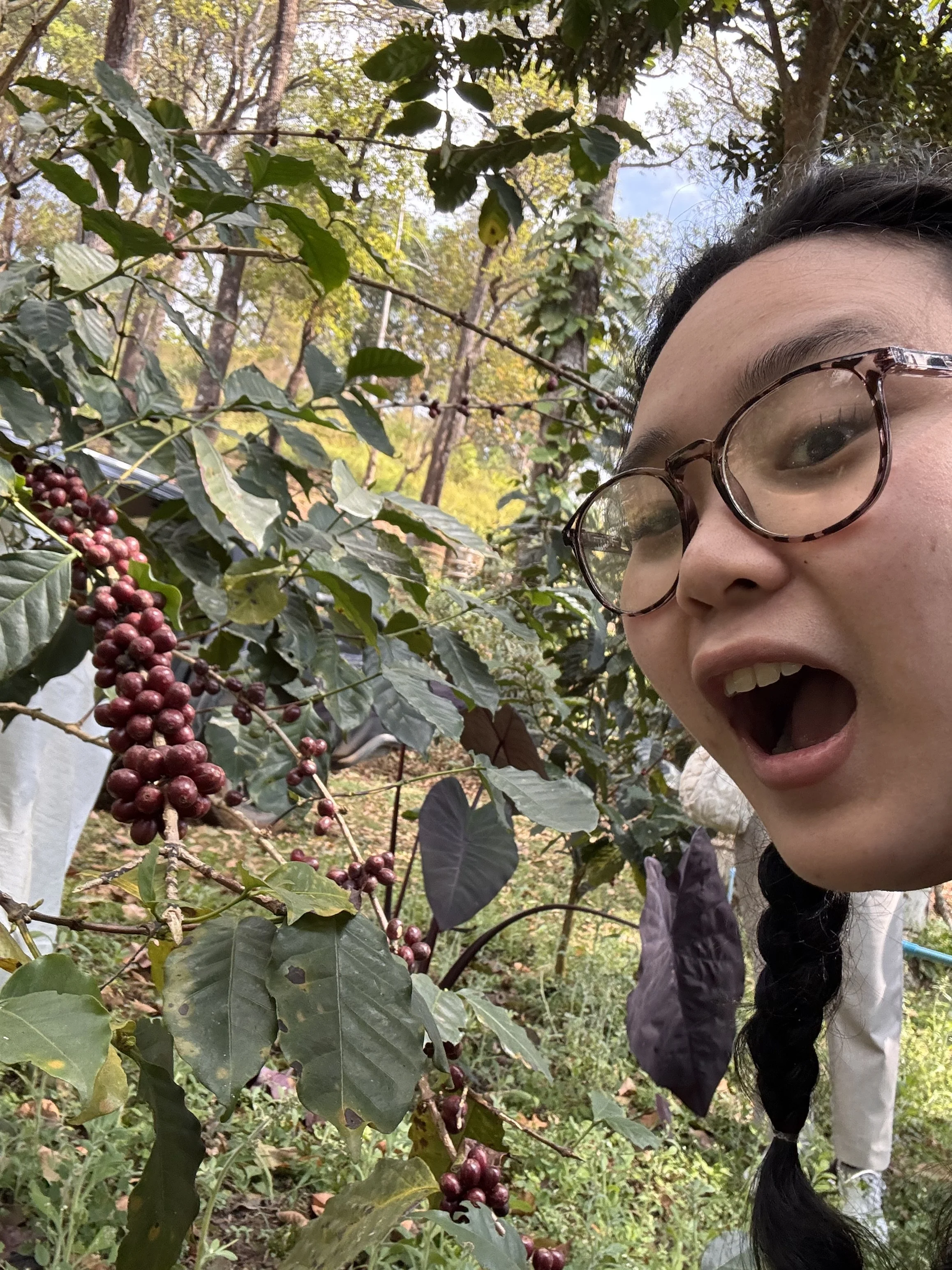 Young Thai business owner Emily Sirisup taking a selfie outdoors among coffee plants with red coffee cherries.