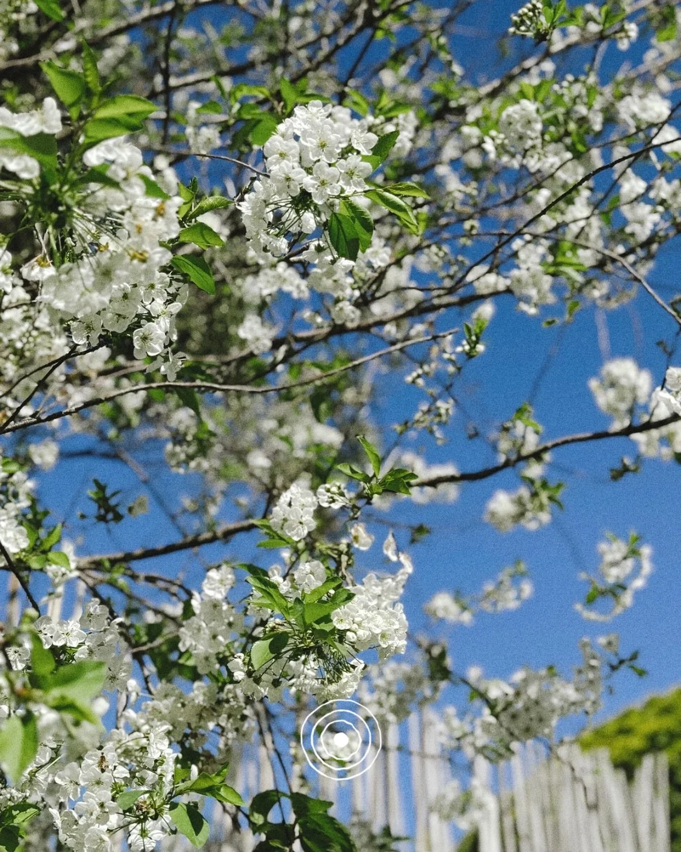 The Flowers are in full bloom around our humble space. Come join us and watch the seasons roll through.

Booking open - link in bio.