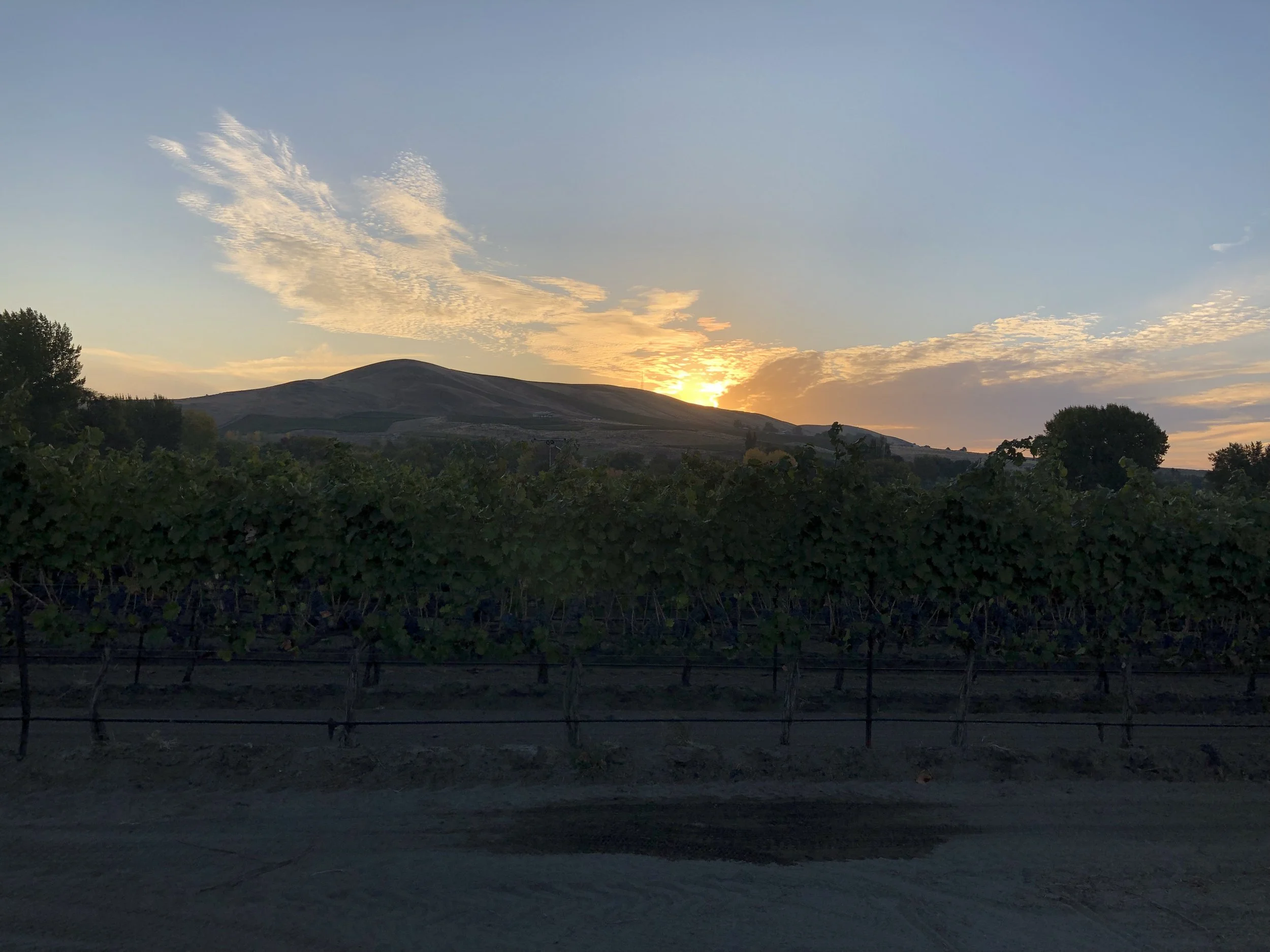 Willow Run Vineyard at the base of Red Mountain