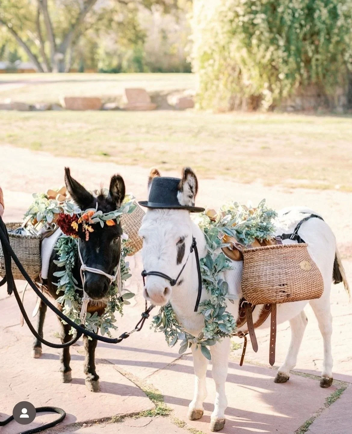 Two decorated donkeys, one wearing a black hat, are standing on a pathway with trees and grass in the background.