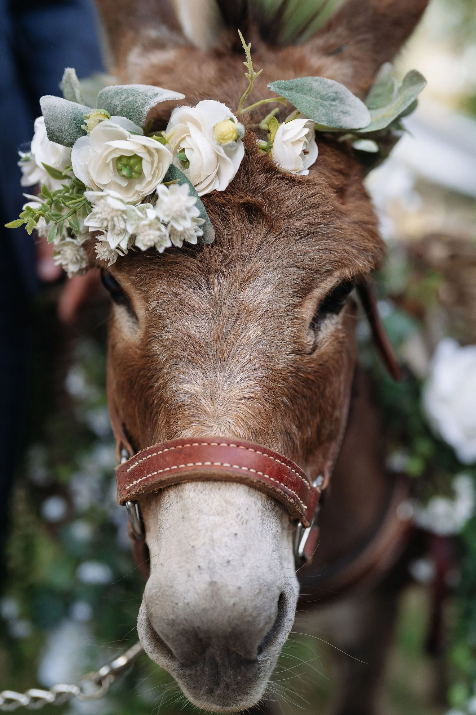 A close-up of a horse's face wearing a flower crown with white flowers and green leaves.