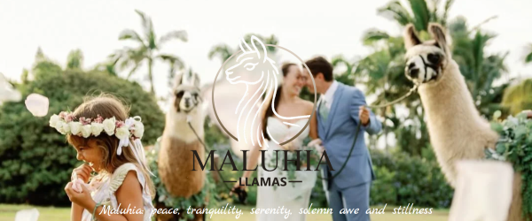 A wedding scene with a bride and groom standing outdoors with three llamas, a flower girl wearing a floral crown, and lush greenery in the background.