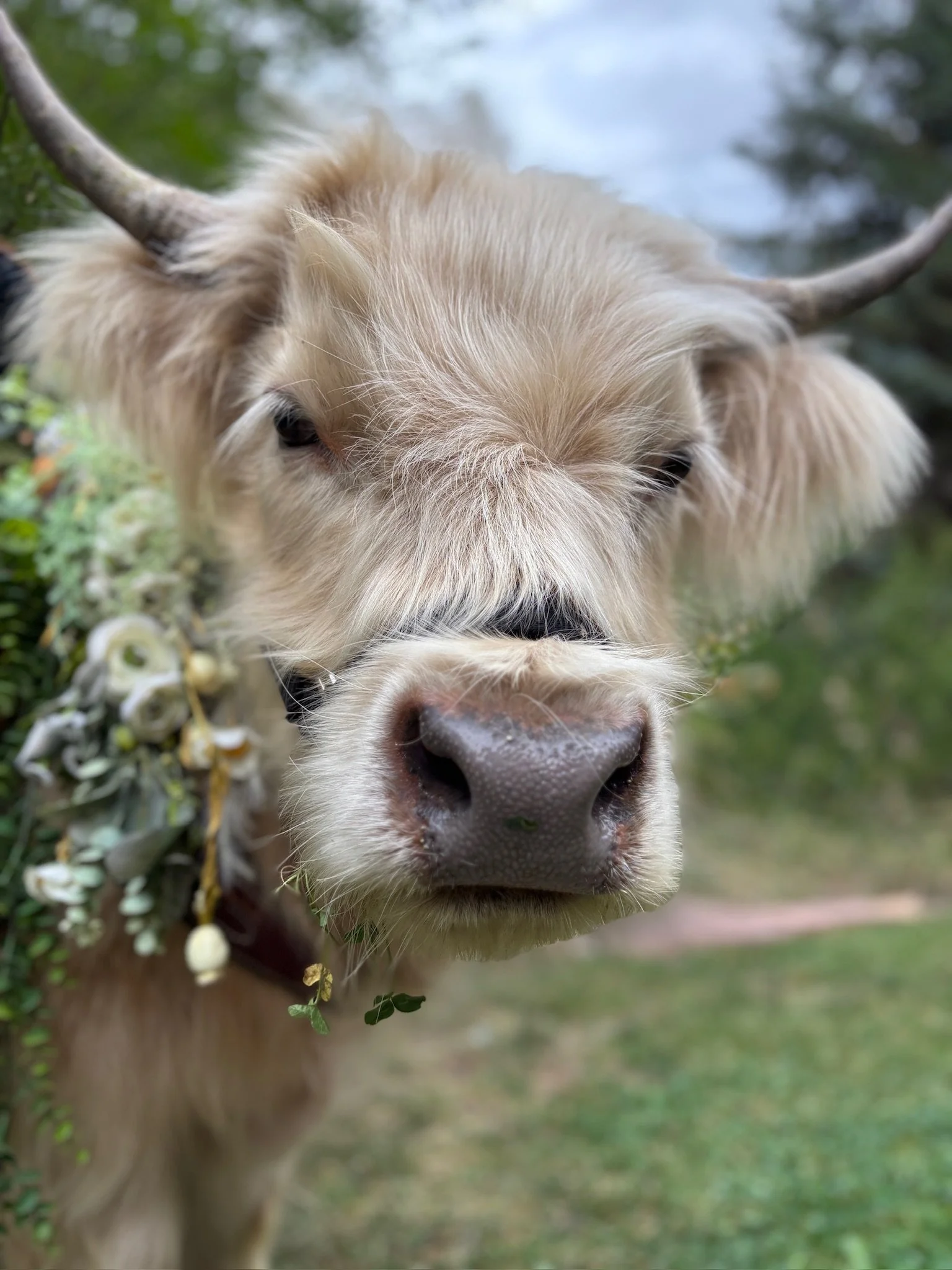 Close-up of a light-colored cow with horns, nose, and eyes, surrounded by green plants outdoors.