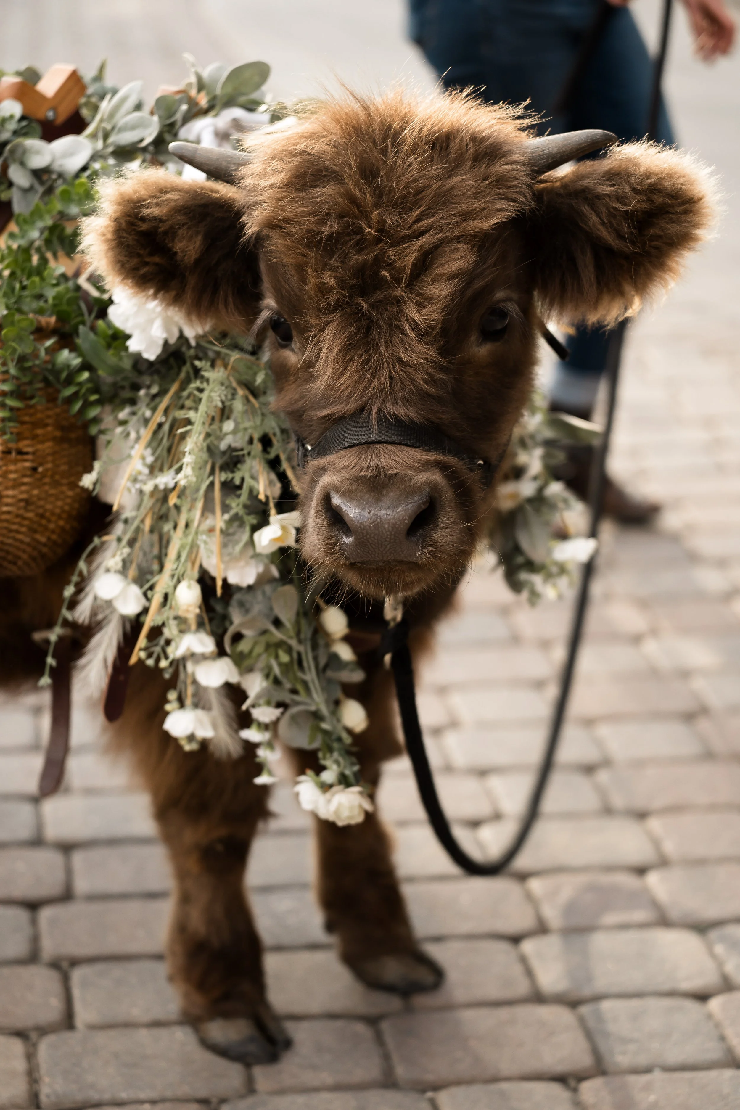 A young brown calf wearing a floral garland around its neck, standing on a cobblestone street.