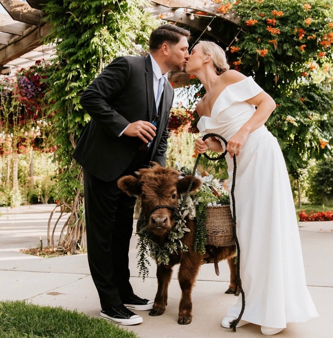A couple in wedding attire kissing outdoors, holding a small brown cow with a flower and greenery garland, under a wooden arbor decorated with flowers.