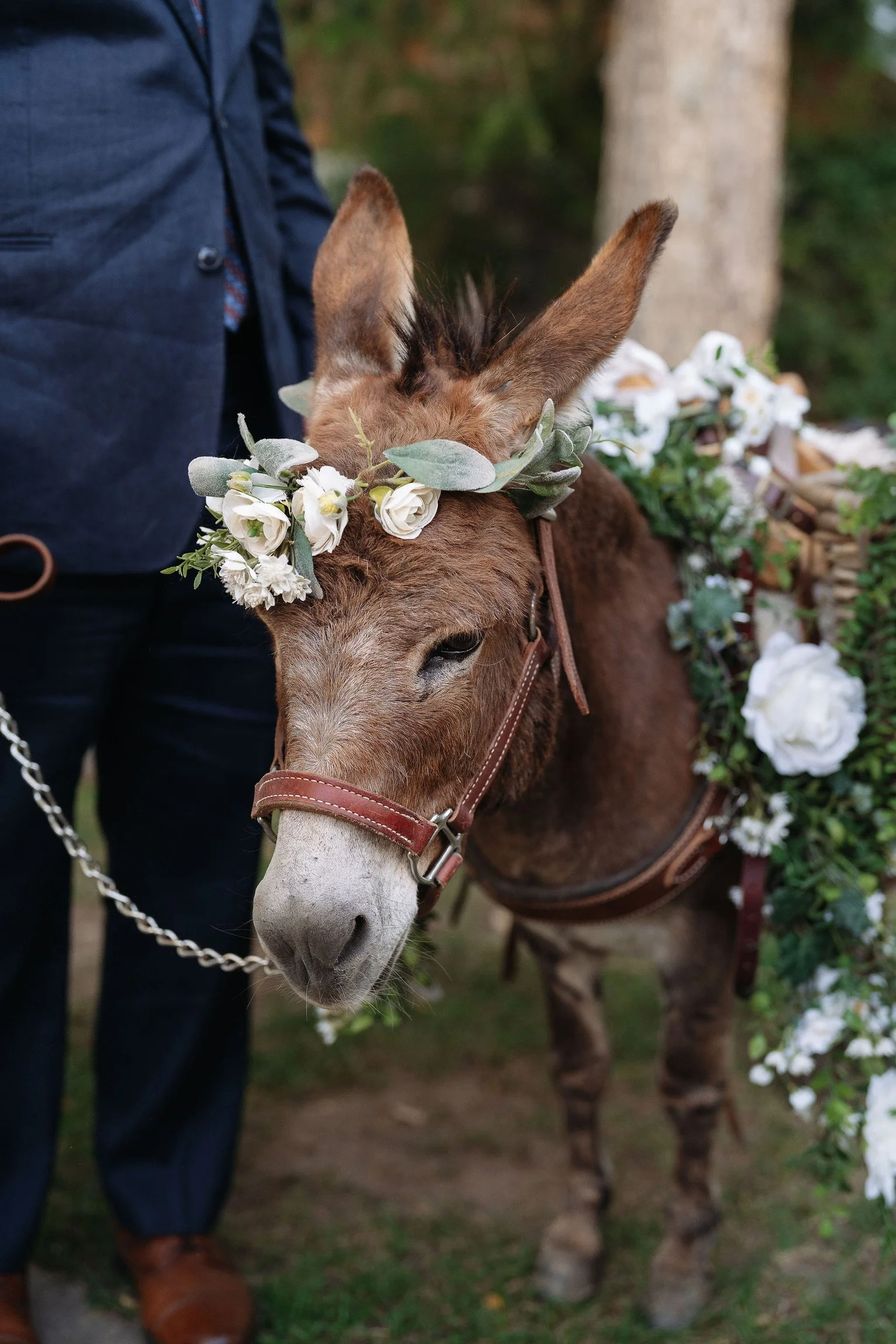 A donkey with a flower crown on its head, standing outdoors. The donkey is decorated with white flowers and greenery, and is attached to a chain.
