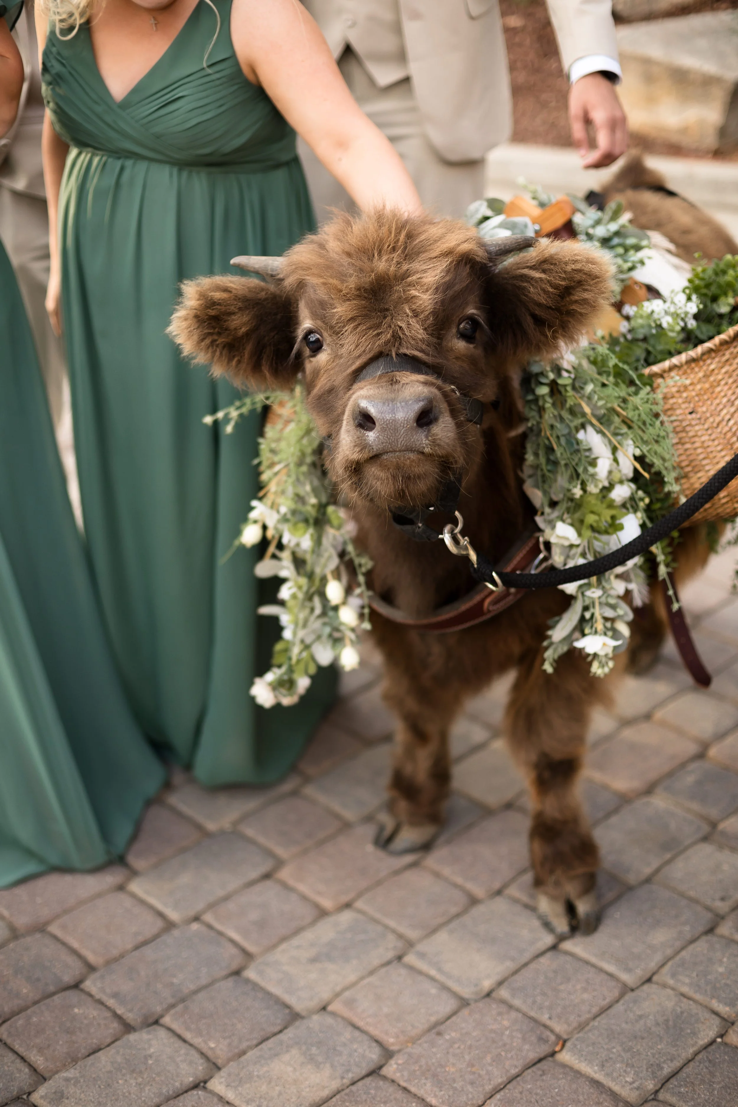 A cute brown mini cow with a flower garland around its neck standing on cobblestone pavement during a wedding celebration.