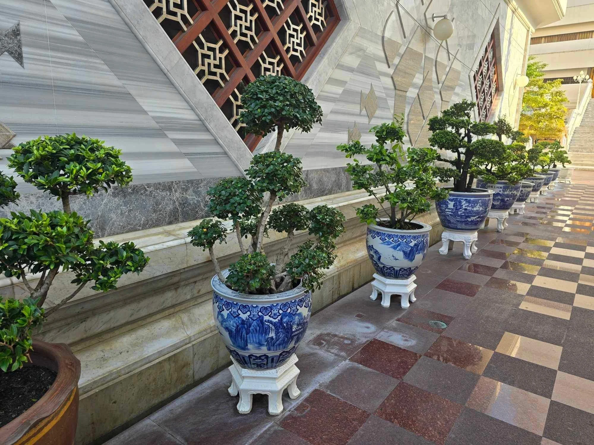 Row of Bonsai Trees