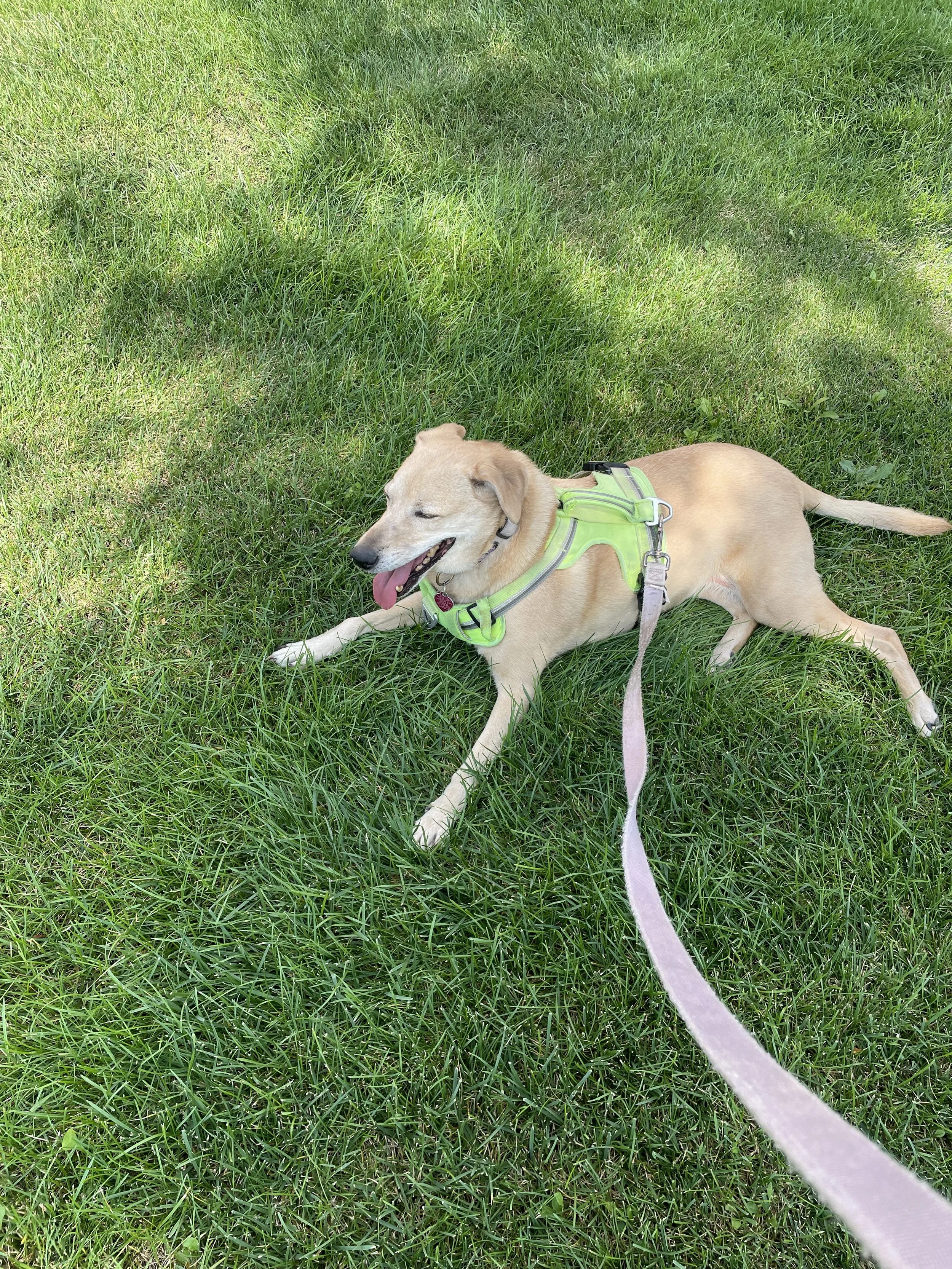 Medium sized golden dog resting in the grass after a walk.