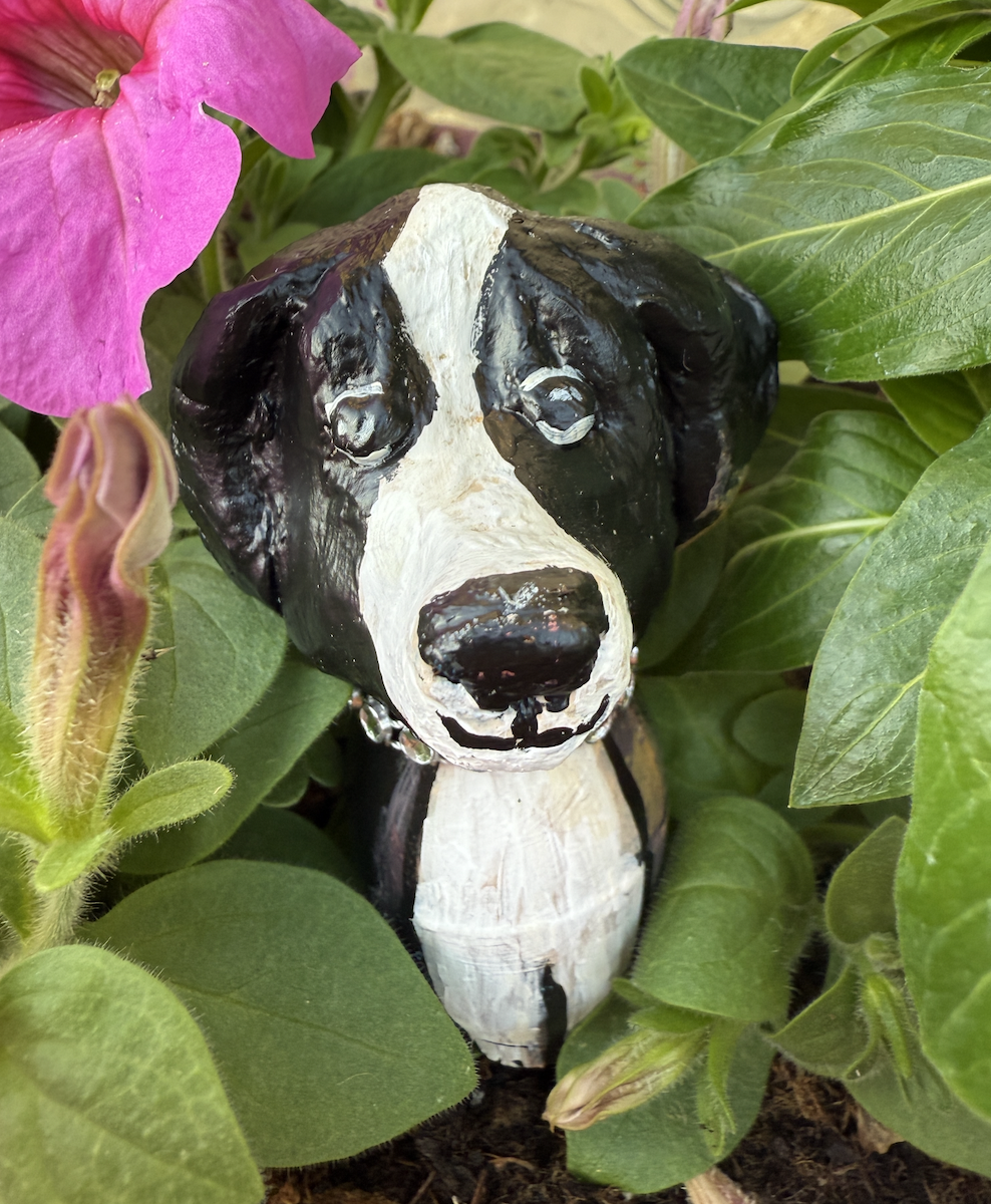 I am Cordelia (Other names I have answered to Coco, Sweetums, cutie pie, and honey bun).
I am a Lab/Terrier mix. This is my baby picture.
I have a lot of energy, and you will see me always standing guard. I am intelliginat and work hard. Please